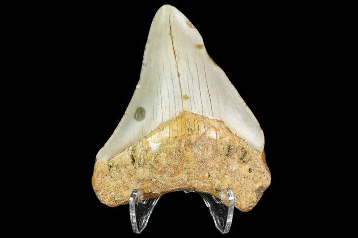 Fossil Megalodon Tooth - North Carolina #109042